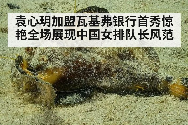 袁心玥加盟瓦基弗银行首秀惊艳全场展现中国女排队长风范
